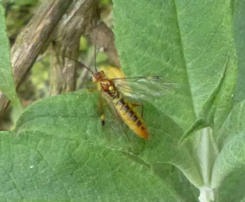 Réf. 254 960 : Tenthredopsis sordida